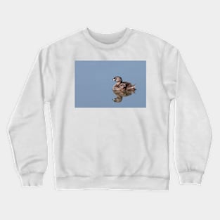 Pied-billed Grebe with chick Crewneck Sweatshirt